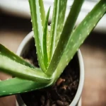 apartment aloe vera plant buying guide with special conditions and exceptional price