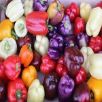 bell pepper flavors and facts you should know