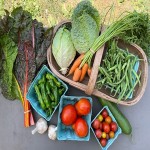 summer crops in karnataka with complete explanations and familiarization