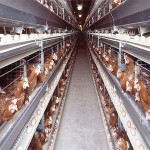 battery cage in poultry acquaintance from zero to one hundred bulk purchase prices