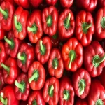 Fresh red bell pepper specifications and how to buy in bulk