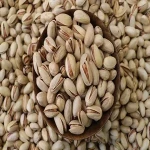 Ahmad Aghaei Pistachio with Complete Explanations and Familiarization