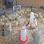 Learning to buy an poultry equipment in kolkata from zero to one hundred