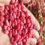 red barberry arizona with complete explanations and familiarization