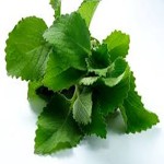 Broad Leaf Thyme Purchase Price + User Guide