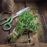 dried thyme for cough with complete explanations and familiarization