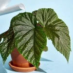 The price of bulk purchase of indoor plant Begonia is cheap and reasonable