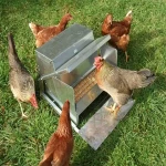 Learning to buy an automatic chicken feeder from zero to one hundred