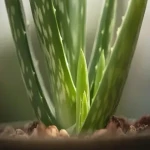 aloe vera plant in spanish acquaintance from zero to one hundred bulk purchase prices