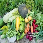 summer crops in india acquaintance from zero to one hundred bulk purchase prices