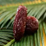 Price Date Palm + Wholesale buying and selling