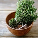 The price of bulk purchase of thyme herb plant is cheap and reasonable