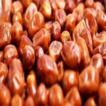 Sukkari dates origin specifications and how to buy in bulk