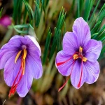 saffron price in dubai with complete explanations and familiarization