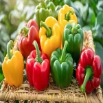 Bell Pepper Per Pound (Capsicum Annuum) Sweet 3 Colors Yellow Orange Green Nutritious