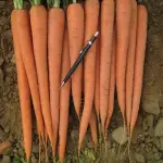 Buy All Kinds of imperator carrots at the Best Price