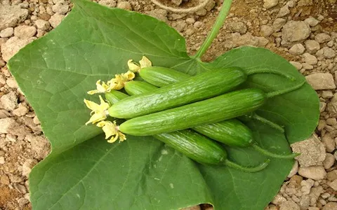 buy the latest types of organic cucumber