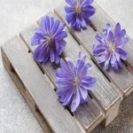 Learning to buy an chicory water Iran from zero to one hundred