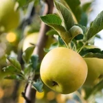 Pure golden circle apple fruit +The purchase price