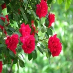 beautiful red rose flowers acquaintance from zero to one hundred bulk purchase prices
