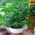 Bay laurel houseplant with complete explanations and familiarization