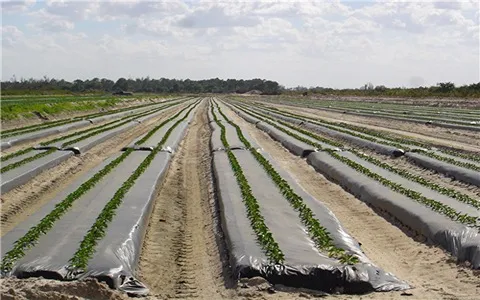 agricultural black plastic sheeting with complete explanations and familiarization