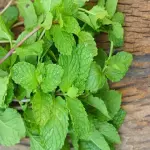 Mint simple syrup specifications and how to buy in bulk