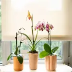 Learning to buy an orchid indoor plant from zero to one hundred