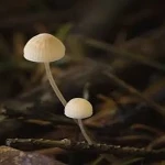 mushroom white tiny buying guide with special conditions and exceptional price