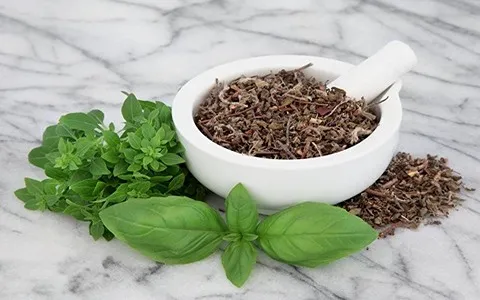 Bulk Purchase of Holy Basil with the Best Conditions