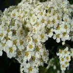 flower cluster types acquaintance from zero to one hundred bulk purchase prices