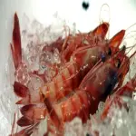 Price and purchase red shrimp raw with complete specifications