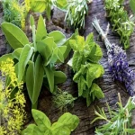 medicinal plants in rajasthan price list wholesale and economical