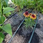 drip tape irrigation uk acquaintance from zero to one hundred bulk purchase prices