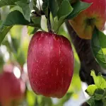 Red Apple Fruit in Sri Lanka; Coarse Crisp Texture 3 Nutrients Sugar Potassium Vitamins