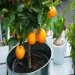 Orange plant indoor buying guide with special conditions and exceptional price