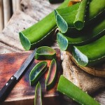 aloe vera plant in pot buying guide with special conditions and exceptional price