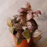 small indoor plants low light specifications and how to buy in bulk