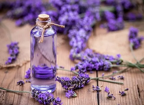 Sweet lavender buying guide with special conditions and exceptional price