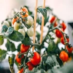 The price of bulk purchase of tomato indoor plant is cheap and reasonable