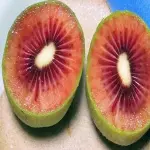 Price and purchase kiwi red inside with complete specifications