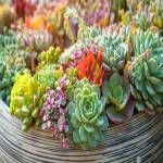 house plants succulents with complete explanations and familiarization