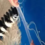 Artificial Sheep Intestine acquaintance from zero to one hundred bulk purchase prices