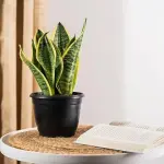 Learning to buy a snake indoor plant from zero to one hundred
