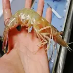 Raw shrimp fresh acquaintance from zero to one hundred bulk purchase prices