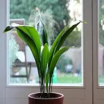 small green plants buying guide with special conditions and exceptional price