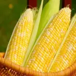 Buy and The price of all kinds of canned corn Esquites