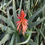 The price of bulk purchase of indoor aloe vera flower is cheap and reasonable