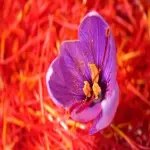 pure iranian saffron buying guide with special conditions and exceptional price