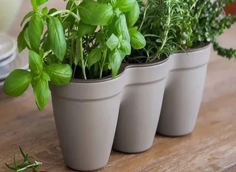 Purchase and price of wholesale plastic pots for tomatoes
